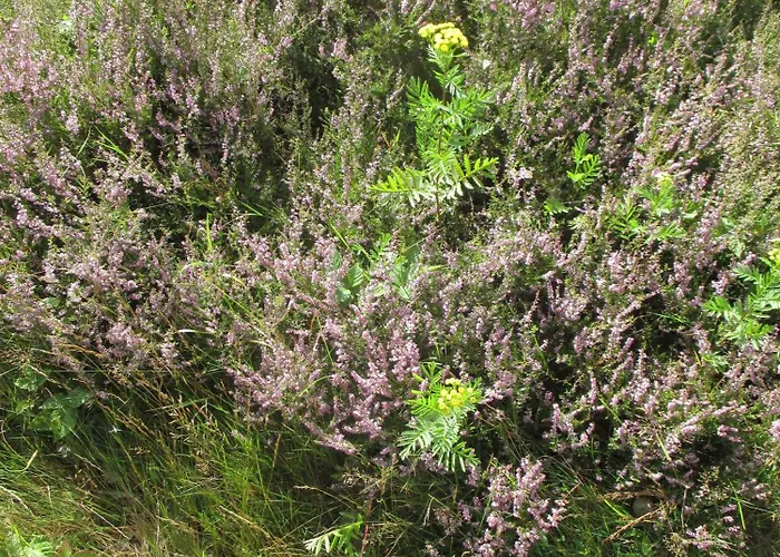 Lägenhet Atelier Am Markt *